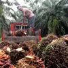 Industri Sawit Indonesia Hadapi Tumpang Tindih Regulasi dan Tantangan Produksi