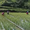 Harga Anjlok, Petani Bawang di Batur Kintamani Kelimpungan