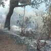 Penanganan Lamban? Kebakaran Lahan di Karangasem Hanguskan Rumah Warga dan Pura