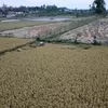 Bulog NTB Jemput Bola Panen Petani, Sudah 70.428 Ton Terserap