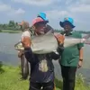 3 Ikan Raksasa Bakal Meriahkan Kontes Bandeng Kawak 2026 di Gresik, Usianya Ada yang Belasan Tahun