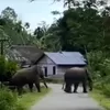 Seorang petani meninggal diduga korban amukan gajah liar di Aceh Tengah