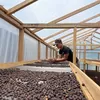 Dorong pemulihan ekonomi pascabencana,  Gayo Lues berdayakan petani kopi