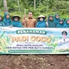 Kota Wisata Sabang Kembangkan Padi Gogo Dukung Ketahanan Pangan