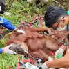 BKSDA evakuasi orangutan betina yang ditemukan warga di Gayo Lues