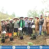 Gerakan Restorasi  Ekonomi Kerakyatan, diawali tanam kopi perdana di Gayo Lues