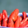 Jangan Kaget! Segini Harga Cabai Rawit Merah di Blitar Hari Ini