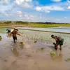 Dukung Swasembada Pangan, Babinsa Koramil 0808/09 Sutojayan Turun Ke Sawah Bantu Petani Tanam Padi