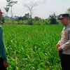 Perkuat Ketahanan Pangan, Polres Blitar Jalin Kedekatan dengan Petani Jagung