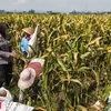 Ketahanan Pangan Jadi Perhatian, Bhabinkamtibmas Lodoyo Timur Beri Semangat Petani Jagung