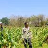 Dukung Ketahanan Pangan Nasional, Bhabinkamtibmas Lorejo Sambangi Petani Jagung   
