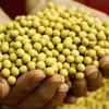 Harga Kedelai Lokal di Jawa Timur Tembus Rp18.000 per Kg, Kota Batu Terendah