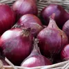 Harga Bawang Merah di Tulungagung Lebih Rendah dari Rata-rata Jawa Timur
