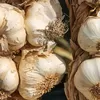 Harga Bawang Putih di Kota Blitar Rp27.000 per Kg, Lebih Mahal Rp1.000 Dibanding Jombang