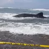 Viral! Hiu Paus Terdampar di Pantai Parangkusumo, Sempat Ditolong Warga Tapi Gagal