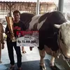 Mengenal Robin Hood, Sapi 1,48 Ton dari Tanjungkerta Sumedang yang Sabet Juara Nasional dan Dilirik KDM