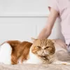 5 Penyebab Kucing Suka Marah dan Cara Mengatasinya, Cat Lovers Wajib Tahu!