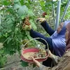 Wisata Tipis-tipis di Kebun Anggur Mbah Haji Haris Klaten, Pengunjung Bebas Metik Sepuasnya