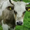Siapa yang Berhak Menerima Daging Kurban? Ternyata Al-Qur’an dan Hadis Sudah Mengaturnya Secara Jelas