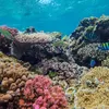 Poster Perayaan World Ocean Day 2026, Desain Baru dan HD untuk Acara dan Unggahan Media Sosial