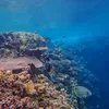 10 Ucapan Peringatan Hari Laut Sedunia 2026, Lestarikan Laut Lestarikan Bumi Tercinta, Yuk Bagikan Pesan Bersama