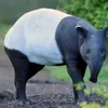 BKSDA Turun Tangan Tangkap Terduga Pelaku Penyembelihan Tapir Sumatra di Lampung, Ini Sanksi Hukum Bagi Pembunuh Satwa Dilindungi