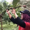 PDP Kahyangan Jember Perkuat Bisnis Kopi Robusta, Fokus Tingkatkan Produktivitas dan Produk Olahan Bernilai Tinggi