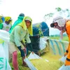 Cetak Rekor, Produksi Beras 2026 Indonesia Naik saat Produksi Dunia Turun