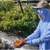 Lahan Terbengkalai Ditanam Cabai Rawit, BUMDes Bangkit Mandiri Tlogorandu Juwiring Klaten Panen Cuan Jutaan