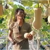Lahan Kurang Produktif Disulap Jadi Kebun Labu Madu, BUMDes Kapungan Polanharjo Klaten Raup Omzet Manis Legit Belasan Juta