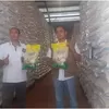 Bulog Optimalkan Penyerapan Gabah, Stok Beras di Klaten Melimpah dan Dipastikan Aman hingga 2027