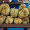 4 Tempat Berburu Durian di Ciamis, Rasakan Sensasi Makan Durian Langsung di Alam
