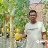Berawal dari Hobi, Warga Cikoneng Ciamis Sukses Budidaya Melon, Bisa Petik dan Makan Langsung di Kebun