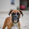 Detik-detik Warga Selamatkan Anak 9 Tahun yang Diserang Anjing Pitbull di Bandung, Lempar Papan hingga Tong Sampah agar Gigitan Terlepas