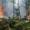 Polisi Tetapkan 138 Tersangka Pembakaran Hutan dan Lahan, Terancam Pasal Berlapis