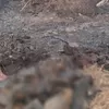 Dampak Tragis Karhutla, BKSDA Kalsel Ungkap 12 Bekantan Mati Terbakar di Kalimantan Selatan