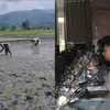 Dampak Tambang Emas Ilegal Bagi Sawah di Tinombo Selatan yang Dikritisi DPRD: Ancaman Gagal Panen hingga Krisis Air Bersih Warga
