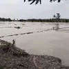 Banjir Parigi Moutong Jebol Irigasi dan Rendam 100 Hektar Sawah di Dolago Padang