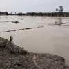 Banjir Rendam 5 Kecamatan di Parigi Moutong, Infrastruktur dan Ratusan Hektare Lahan Rusak