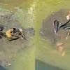 Viral Niat Menjala Ikan Malah Dapat Dua Sepeda Motor di Dasar Sungai