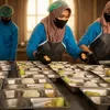 BGN Ancam Tutup Dapur MBG yang Pakai Elpiji 3 Kg dan Minyakita