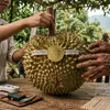 Rahasia Kelezatan Durian Parigi Moutong Pendampingan Indikasi Geografis Bappelitbangda