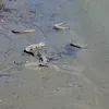 Teror 36 Buaya Sungai Palu Ancaman Nyata Warga Muara Pesisir