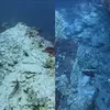 Karang Bawah Laut Komodo Retak Usai Gempa M7,7 dan Ribuan Susulan