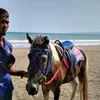 Tukang Kuda di Pantai Citepus Panen Berkah Libur Panjang Lebaran