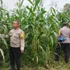 Jagung Pipil Mulai Berbuah, Program Swasembada Pangan di PT. PAS Tunjukkan Hasil