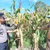 Dukung Ketahanan Pangan Kapolsek Tualang Cek Perkembangan Tanaman Jagung Di Pesantren Abu Horairoh. Alhamdulillah Panen Sebentar Lagi.*