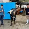 PAM Surya Sembada Gandeng RPH Pegirian, Pastikan Daging Kurban ASUH