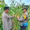 Jagung Mulai Tumbuh, Polisi Cek Langsung Lahan Ketahanan Pangan di PT PAS