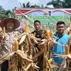 Panen Jagung Pipil di pekarangan Perumahan PT Palmax Sejati, Wujud Partisipasi Ketahanan Pangan